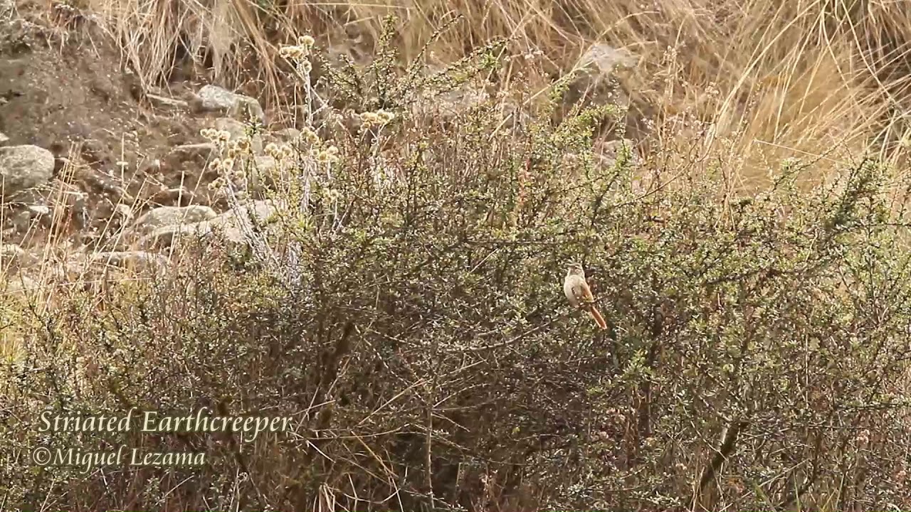 Striated Earthcreeper - Comas, Central Peru.