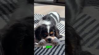 Cavalier King Charles Spaniel puppy. You are worth every penny I spent. #luna #doglover #puppy #dog