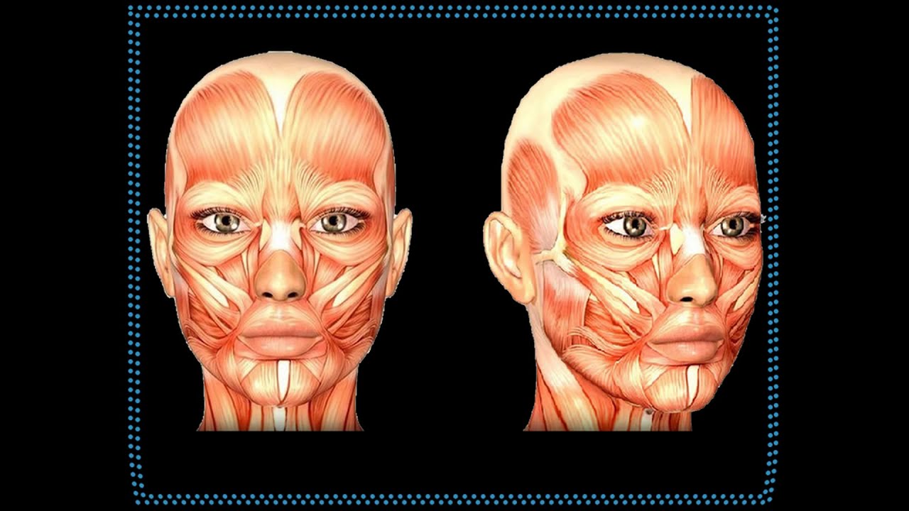 анатомия лица для косметологов. анатомия лица для ботокса. анатомия лица для ботокса. мышцы лица анатомия для косметологов для ботокса. анатомия лица для косметологов.