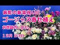 華やかゴージャス寄せ植え新築祝に！お世話のしかた