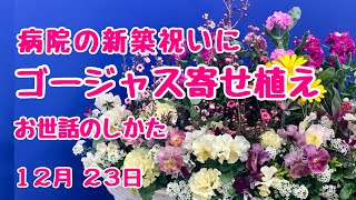 華やかゴージャス寄せ植え新築祝に！お世話のしかた