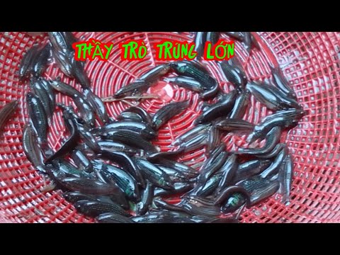 Video Hùng ngọc thuận đi xúc cá lia thia phần 3 - youtube