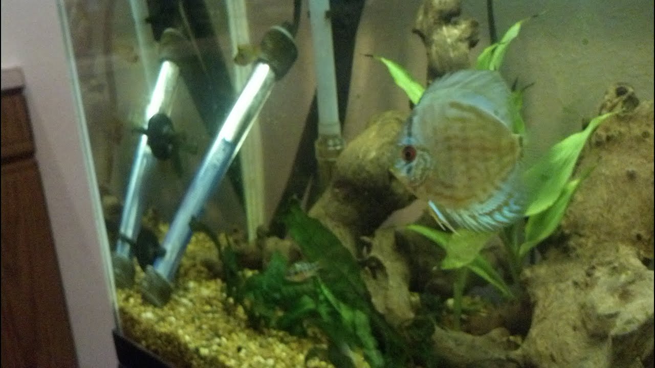 29 Gallon Discus/ Ram tank YouTube
