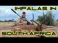 Big impalas in south africa