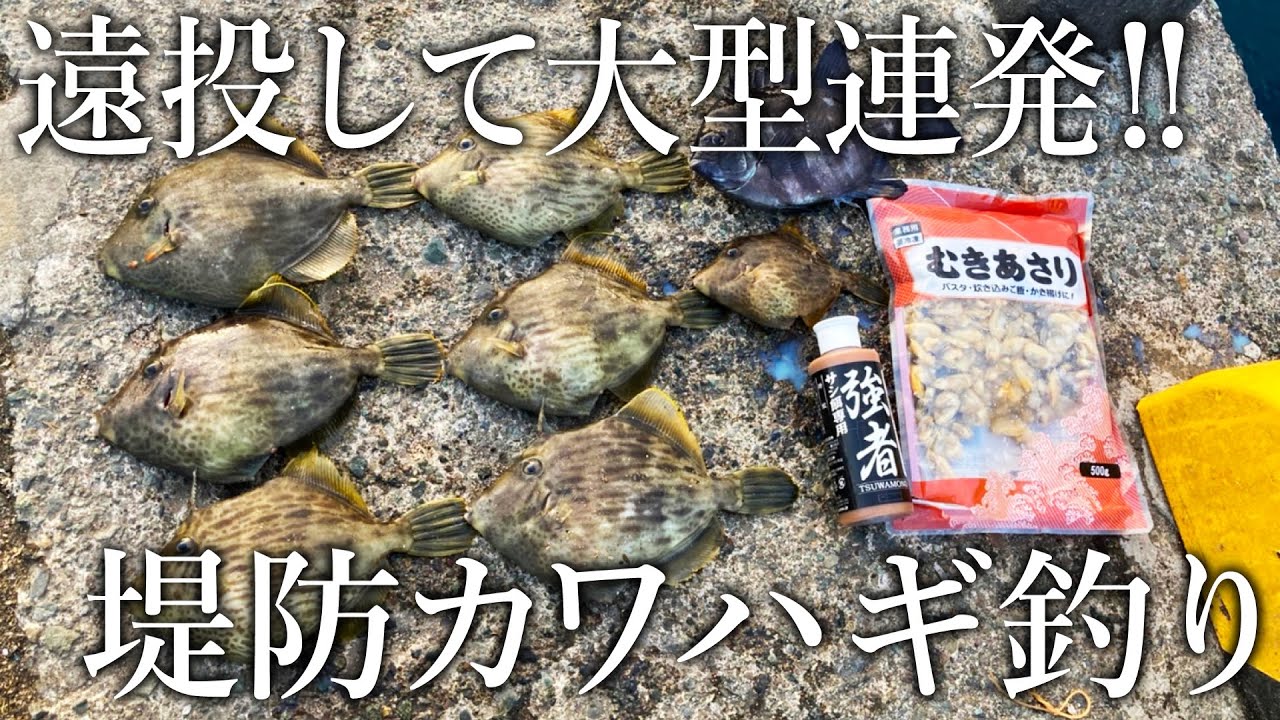 大型のカワハギが堤防から釣れる！お手軽に始めるオカッパリでの釣り方と餌付けを紹介【水中捕食シーン付き】