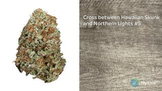 Hawaii 5 0 | Strain Review