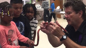 Rick Crosslin Science - Animal Body Parts: Adaptation - KDG Science