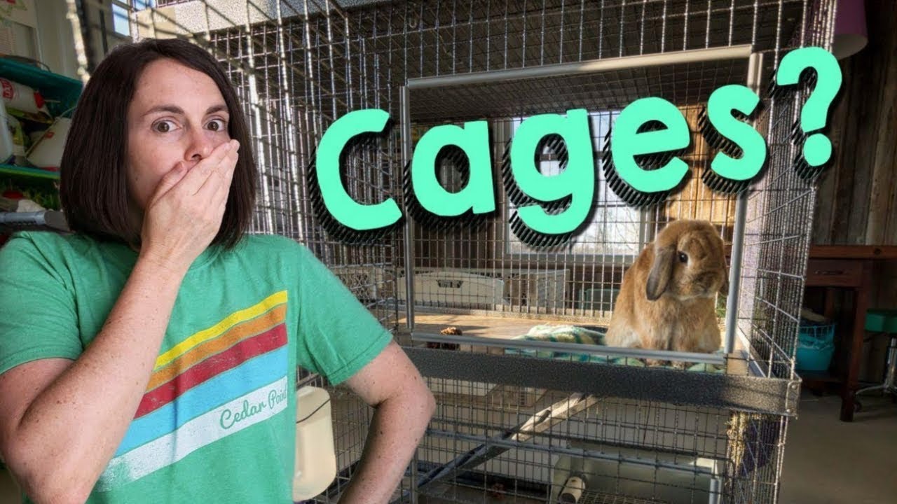 Rabbit Shaming Should Bunnies be in Cages? YouTube