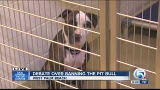 Debate over banning the pit bull Net Worth