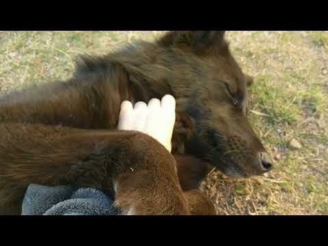 A Very Happy Wolfdog