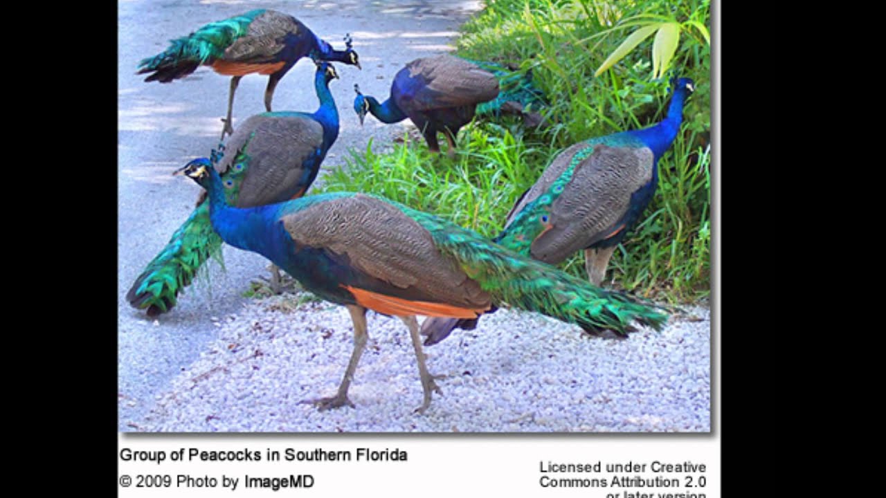 peacock by vivian and nancy