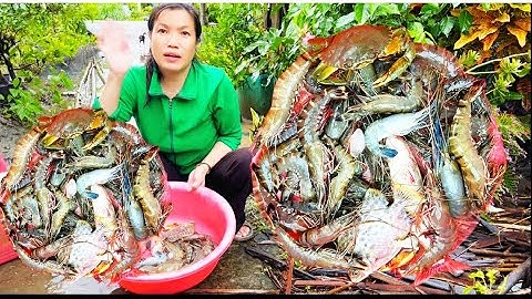 Hôm nay đi chài dính nhiều tôm 🦐 cua 🦀 cá 🐠 thấy ham quá cuộc sống mưu sinh “ Hoàng Lê Vlog “