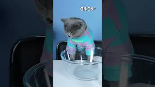 Venom: Baby Cat,  It's Not Good To Waste Food🙁| Don't Waste Food  #funnycat #catsoftiktok  #shorts