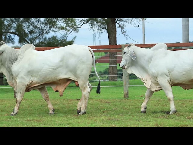 LOTE 22 - FZST 461   FZST 458