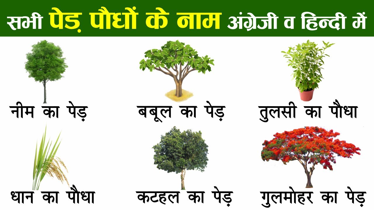 Plants and Trees Names In English And Hindi With Pictures