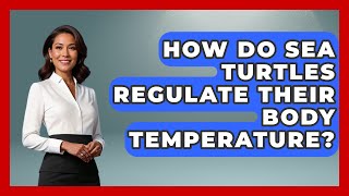 How Do Sea Turtles Regulate Their Body Temperature? | The Marine Life Explorer