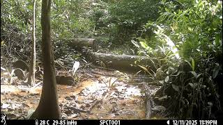 Ocelot hunting and catching iguana in Guyana's rainforest!! 🐆