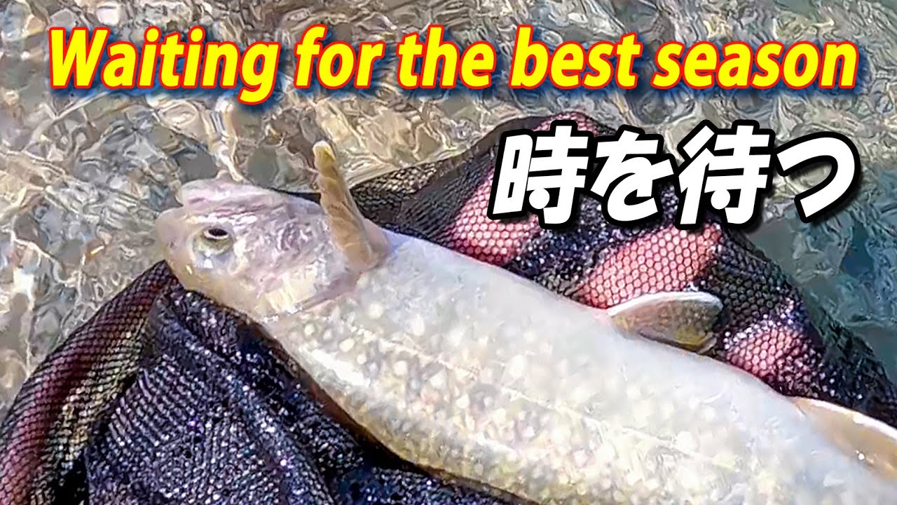 イワナのドライフライシーズンを待つ【渓流フライフィッシング】