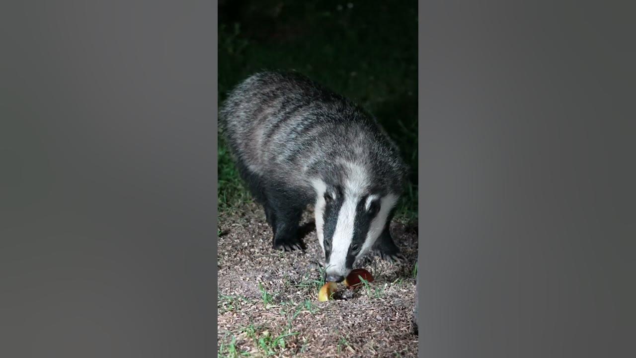 badger scrumping apples 😂 wildlife nature YouTube