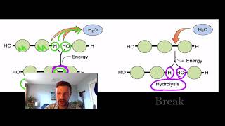 Intro to Macromolecules