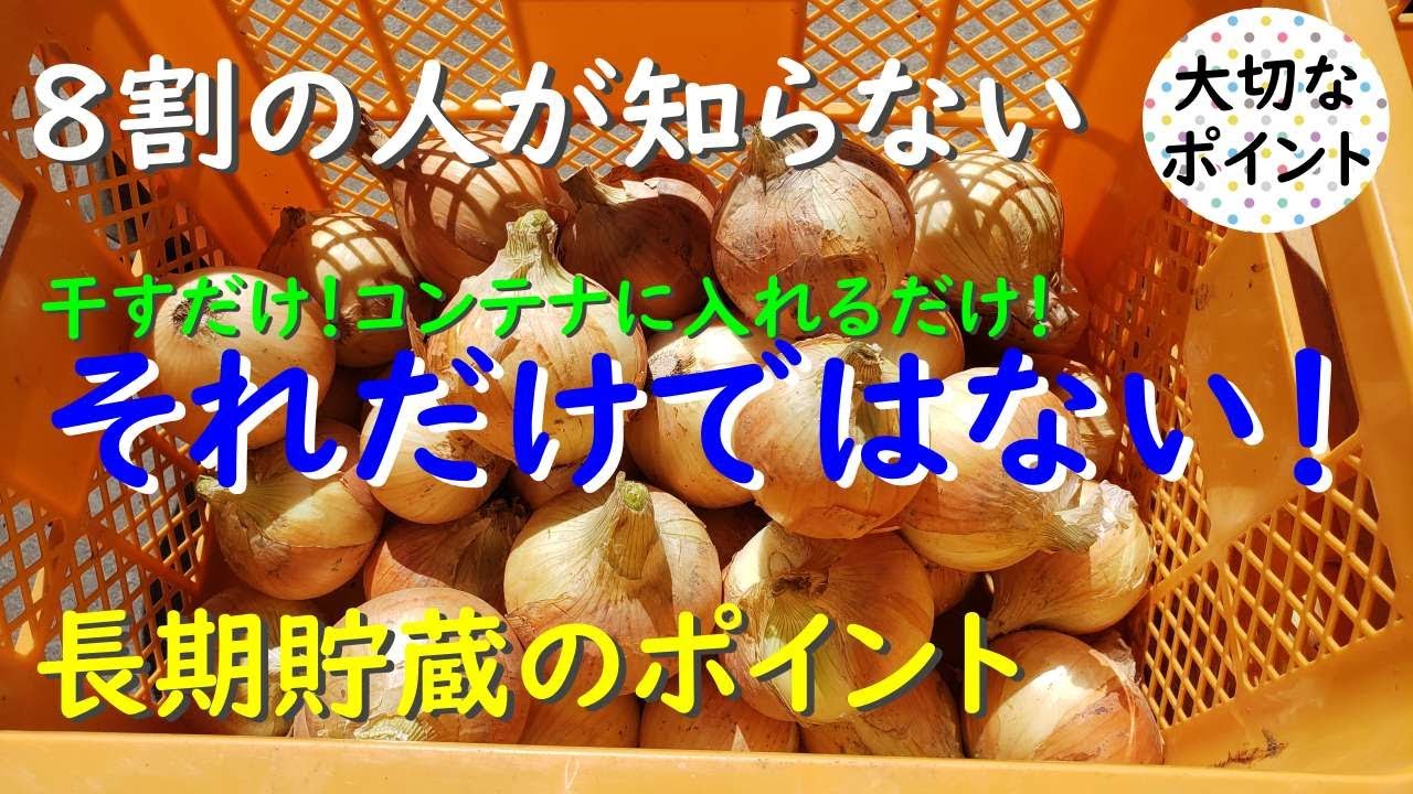 干す！コンテナ保管やる前に！玉ねぎ長期保存のポイント1つ！（傷み