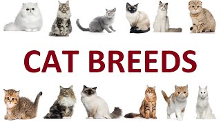 50 Cat Breeds List, Cat Names, Cat Types, Cat Breeds