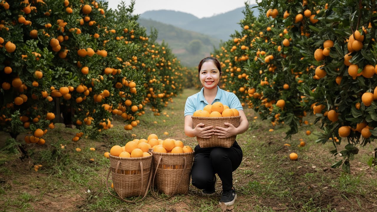 Harvest Oranges – Fresh Citrus Picked From Peaceful Countryside Gardens