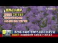 農改場7年栽培雲林5色風鈴花浪漫登場