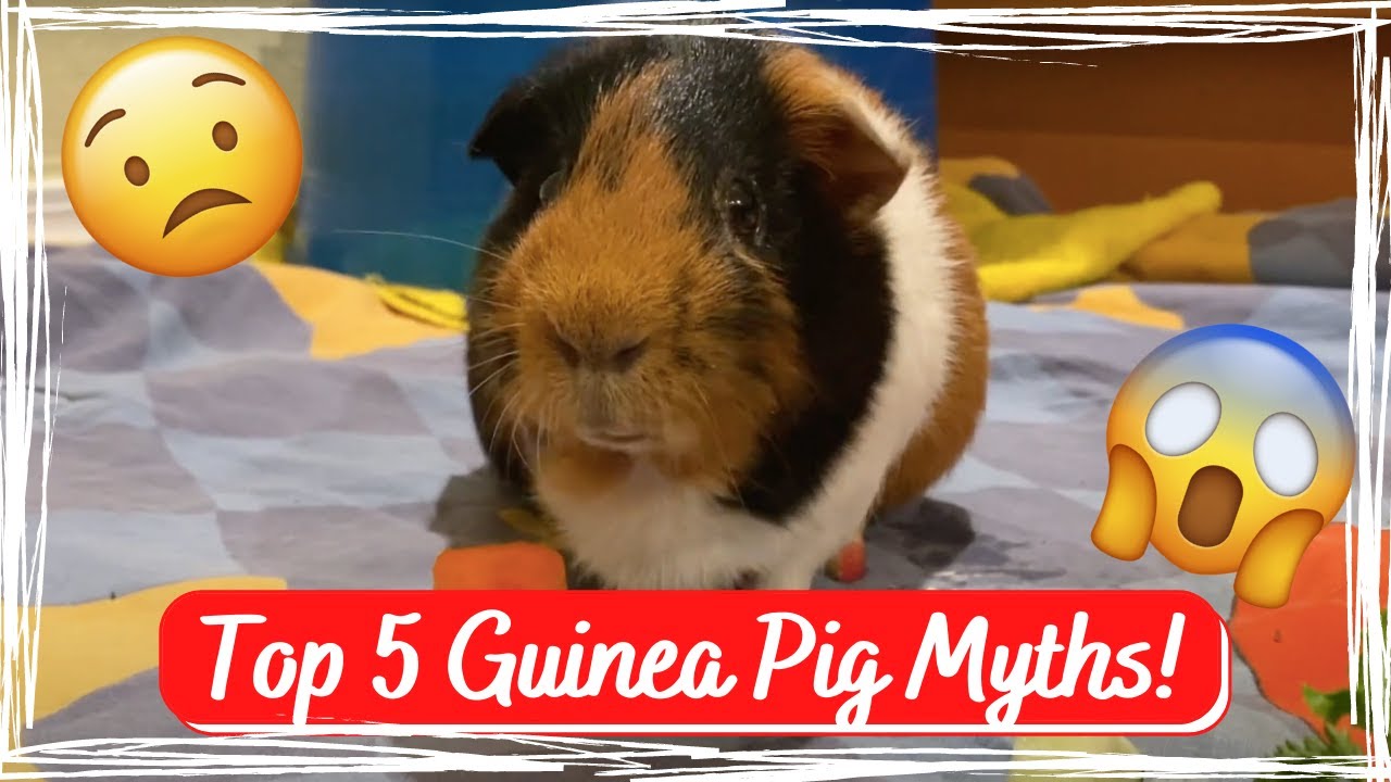 Photo inspiration: Visual Reference: Top 5 Guinea Pig Myths Debunked