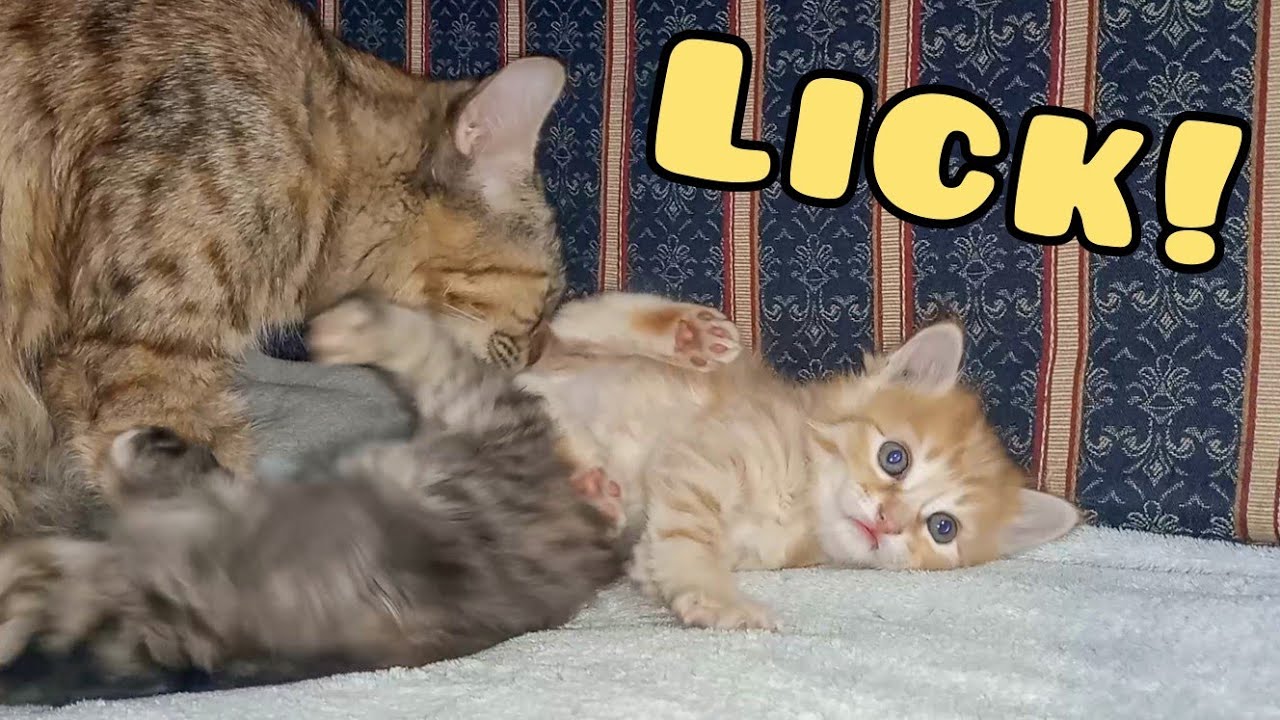 Kitten got Jealous when Mom Cat Licks the Butt of Tiny Newborn Kitten