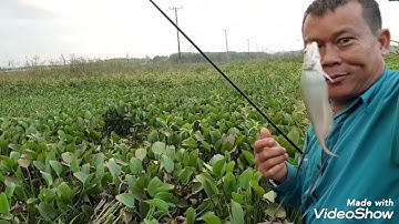 Câu cá sặc rằn điểm câu tại bình thuận đủ loại cà ngon