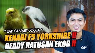 GACORRRR !!! STOK RATUSAN EKOR SIAP EDAR DARI KANDANG SAP CANARY JOGJA #kenarijogja