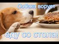 Урок №11 Собака ворует еду со стола. Что делать?