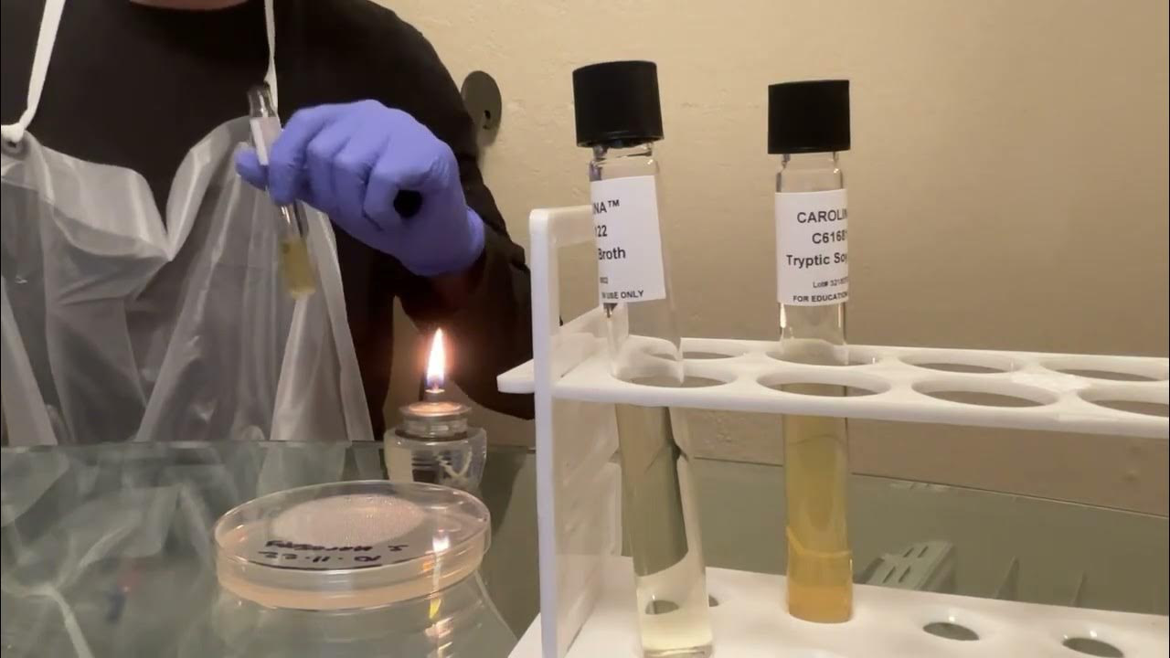 Activity 2 for Aseptic Techniques Lab Broth to Broth Transfer YouTube