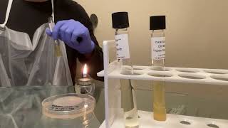 Activity 2 for Aseptic Techniques Lab: Broth to Broth Transfer