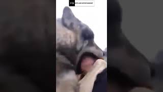 Famous Wolf Size😯 Profile