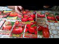 Лучшие сорта томатов супер урожай