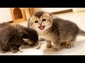 Kitten Lala meows loudly when she doesn't have enough food!