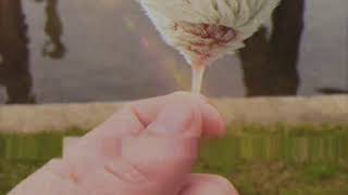 Fluff Plant