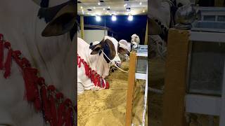 Jameel Memon Mandi 2025 | Multan Mandi Latest Updates |Cow Mandi 2025#shorts #cowvideos #shortvideo