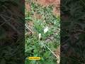 കോവയ്ക്ക #plants #garden #nature #tendli #vegetables #gardening #flowers