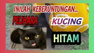 This Is The Good Luck Of Keeping A Black Cat