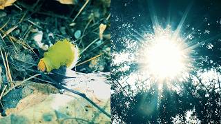 Quogne — N'exister (Music video)