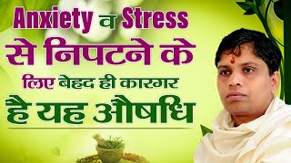 Anxiety व Stress से निपटने के लिए बेहद ही कारगर है यह औषधि || Acharya Balkrishna