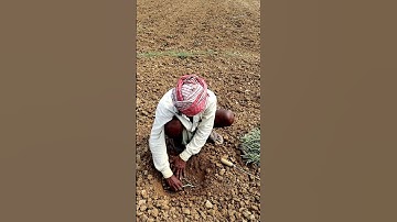 How Pointed Gourd is Planted? #shorts