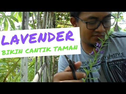 Video: Memindahkan Lavender: Bila Untuk Membahagi dan Memindahkan Tumbuhan Lavender