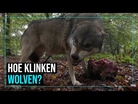 Video: Waarom Dromen Van Een Wolf