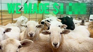 How Much Money Can You Make With Sheep? | Sale Barn
