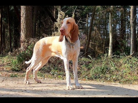 Итальянский бракк (Бракко итальяно)
