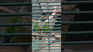 For the Birds.